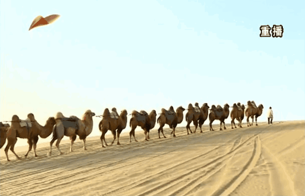 欣赏罗布人歌舞观赏塔里木河大漠风光等乘坐沙漠越野车游客可以骑骆驼