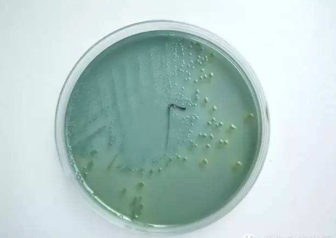 虫见愁南美白对虾红体黄鳃白便偷死是弧菌又开始猖獗了