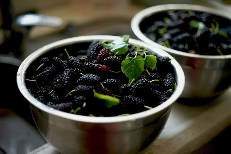 食用|一小把桑葚，就能给身体带来5大好处！