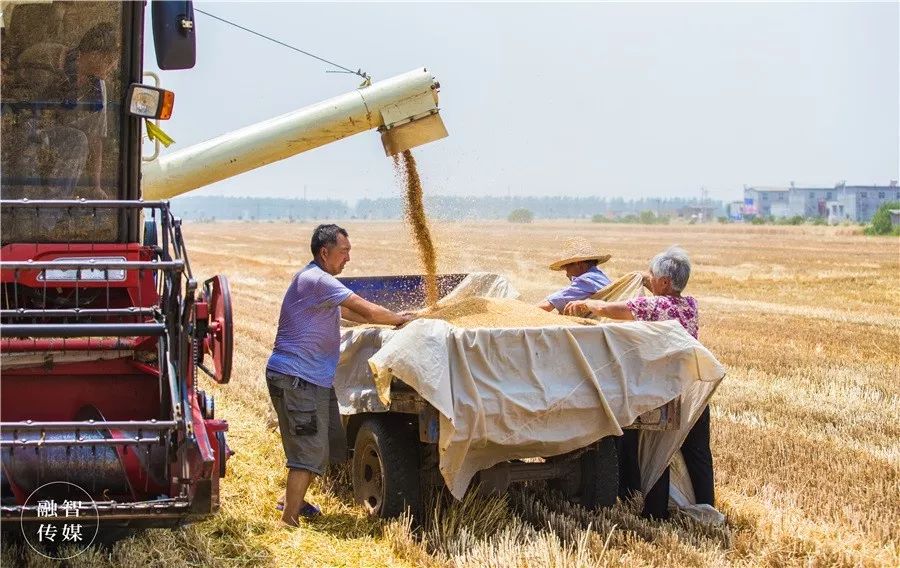 三轮车,小卡车……农户只需要准备好麻袋,直接把麦子"吐"出来割完一