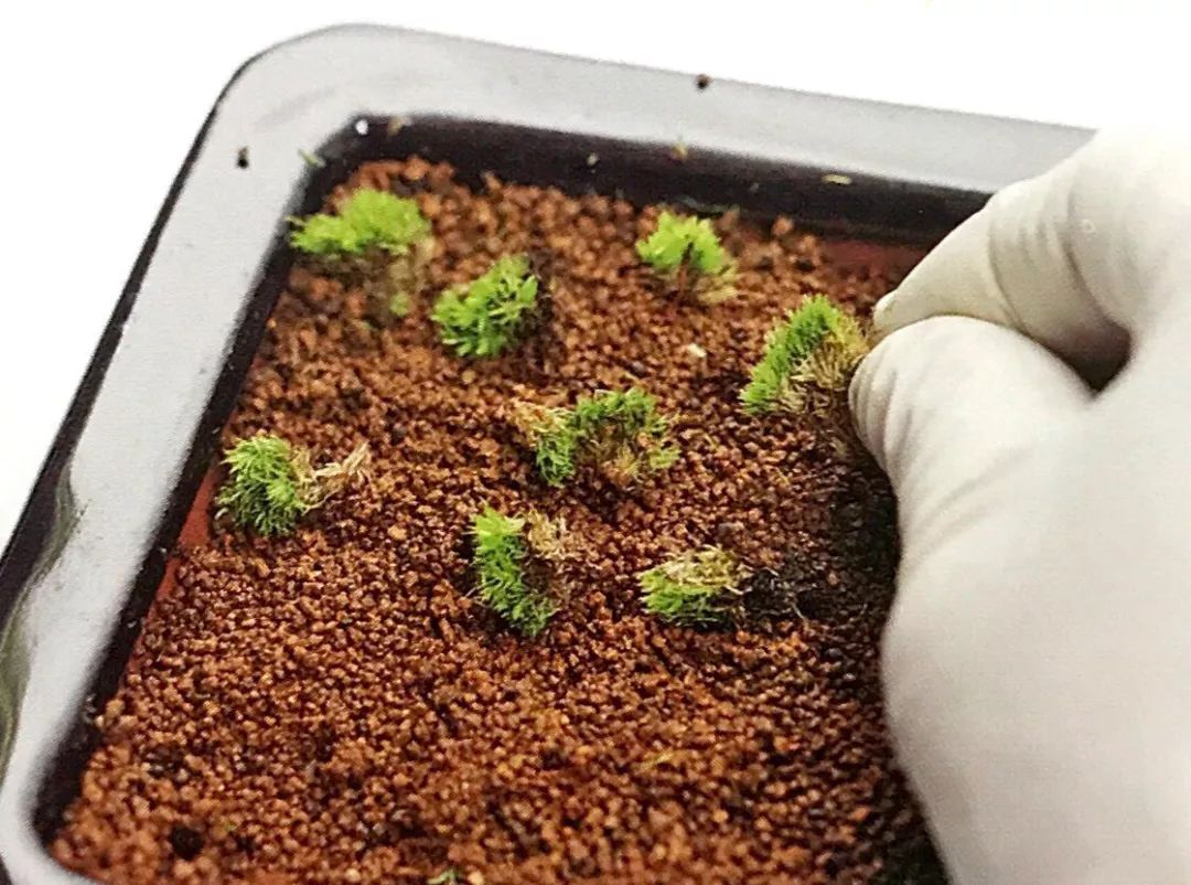 喜欢苔藓盆景的你该收藏三款苔藓繁殖术陋室亦能微田园