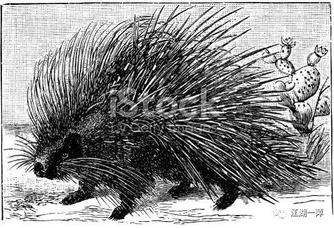 █豪猪司令与豪猪图