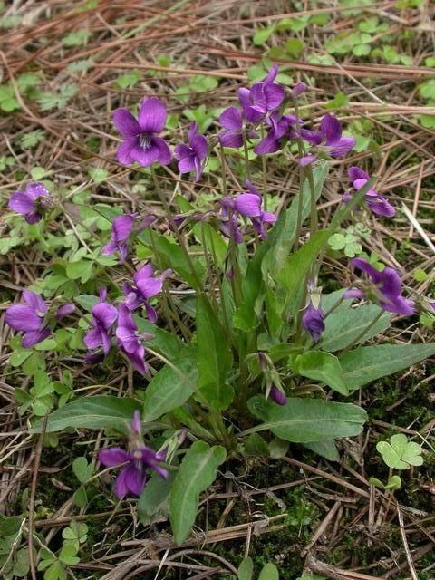 原創這野花在鄉下到處竄開花呈深紫色名字高雅叫紫花地丁作用多