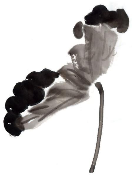 国画荷叶正叶侧叶枯叶等形态的画法