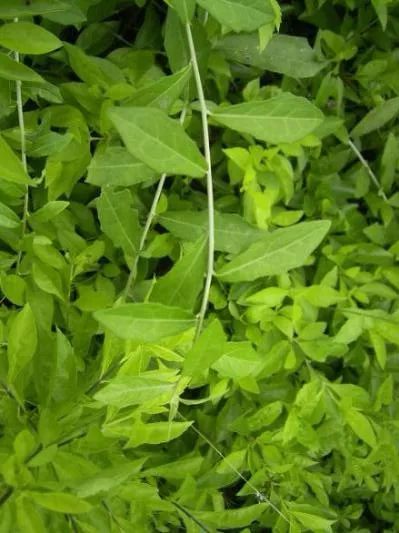 揭开垂直绿化面纱,三年时间如何让一座城绿意蔓延_森林