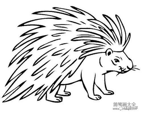 █豪猪司令与豪猪图