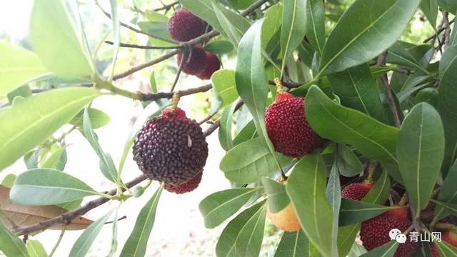 今年杨梅中的珍品天价的乌酥杨梅
