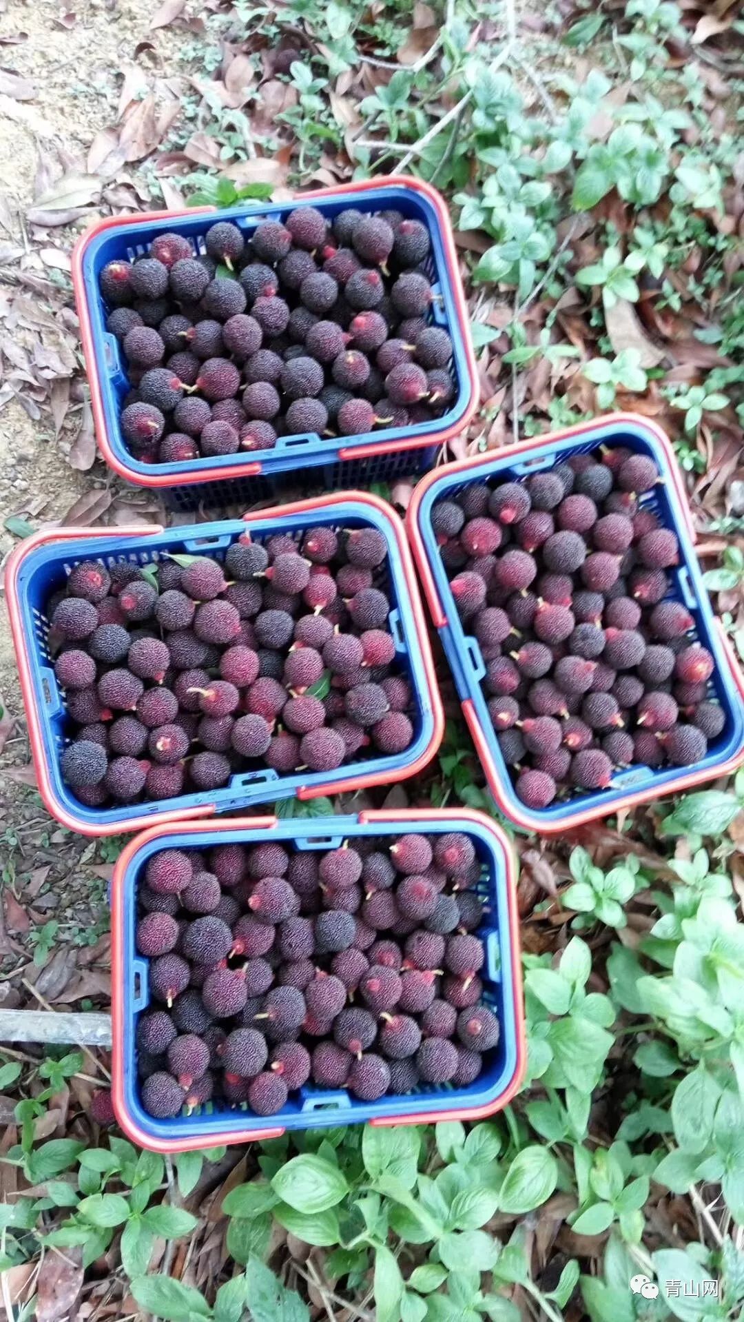 今年杨梅中的珍品天价的乌酥杨梅