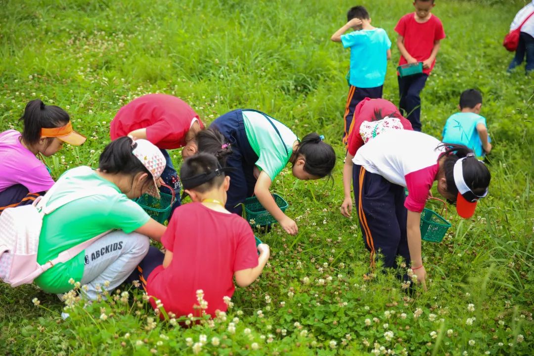 ipc探究式学习一起去田野寻找花卉和昆虫吧