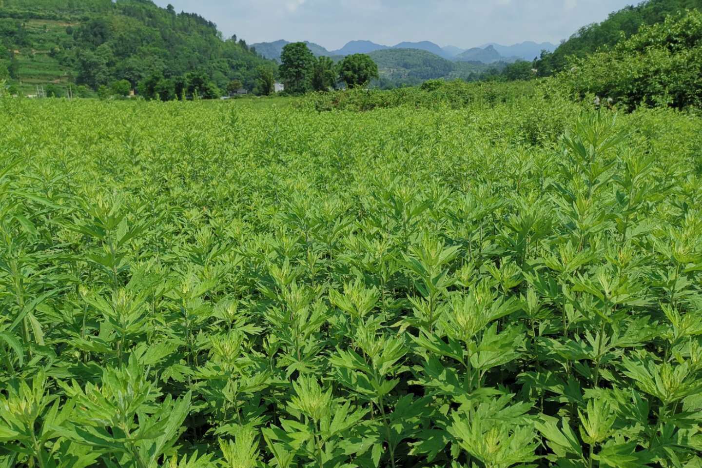 河南艾草种植基地图片