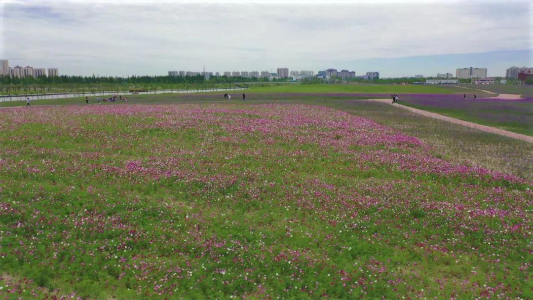 2021上海之鱼花海图片