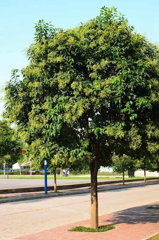 女贞为何仍是不完美的行道树?