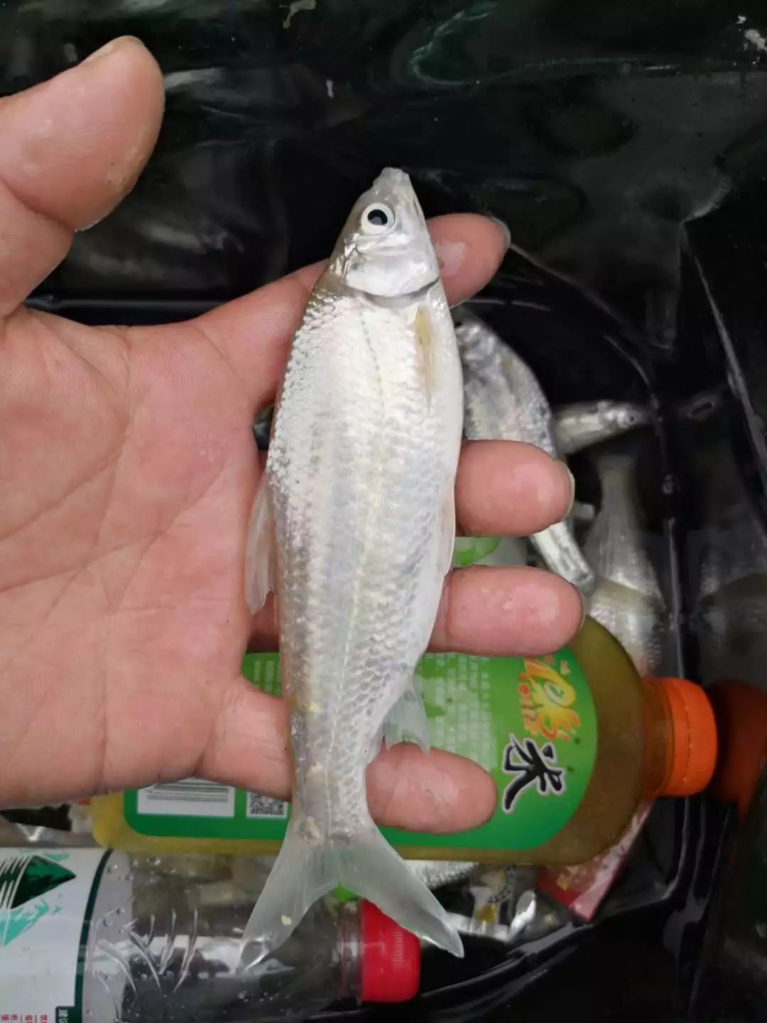 浦阳江里面钓的,好像每年只有这时候随潮水上来的, 老司机们:这种是