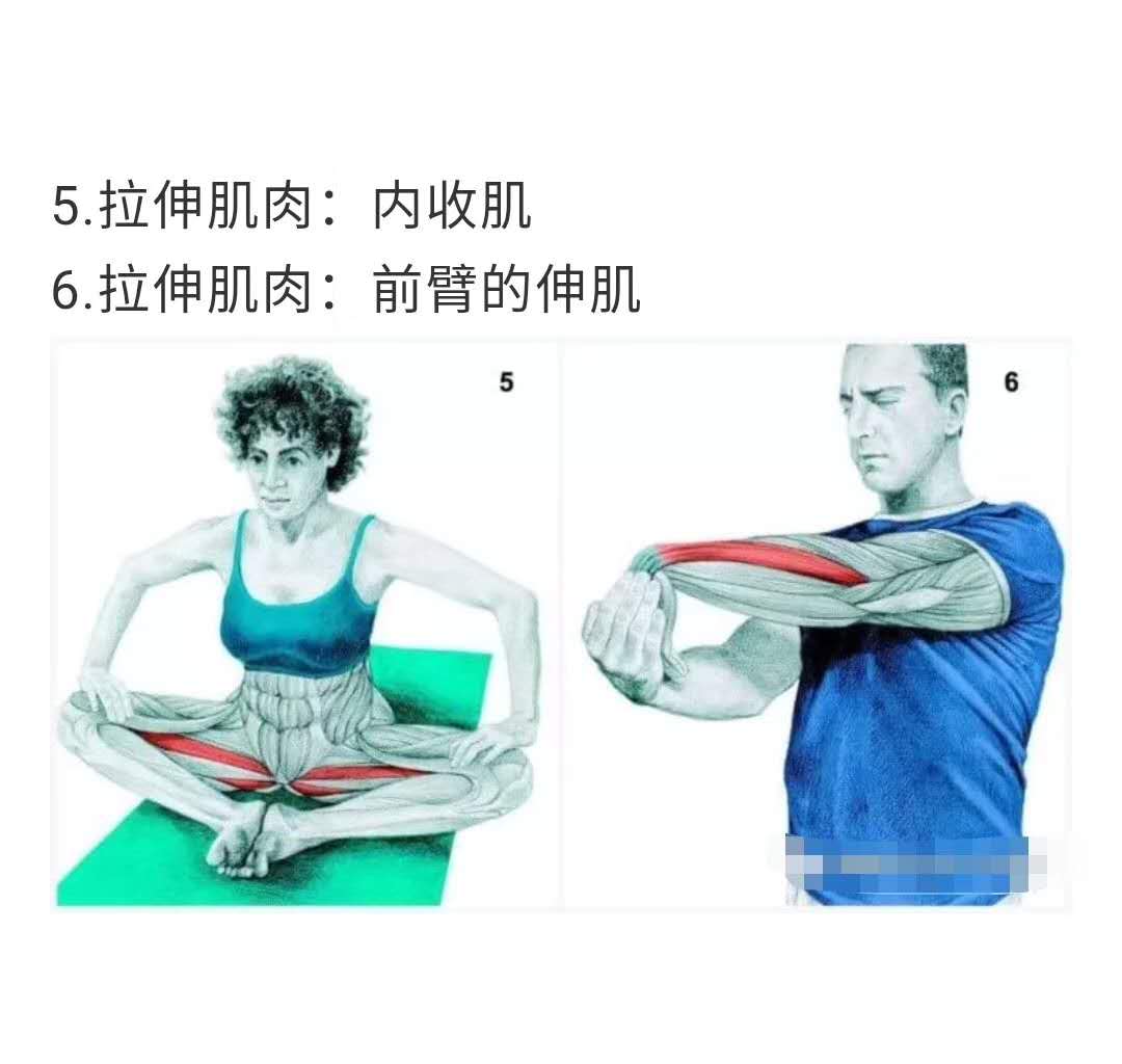 《全身拉伸图谱》_肌肉