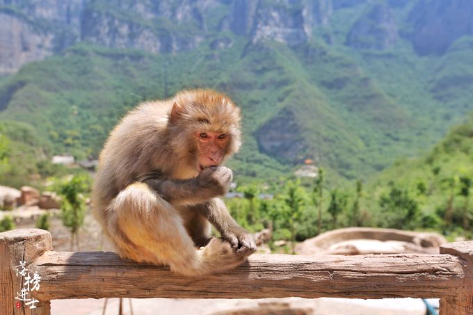 河南有一座猴山漫山都是猴子被称为猕猴王国游人乐园