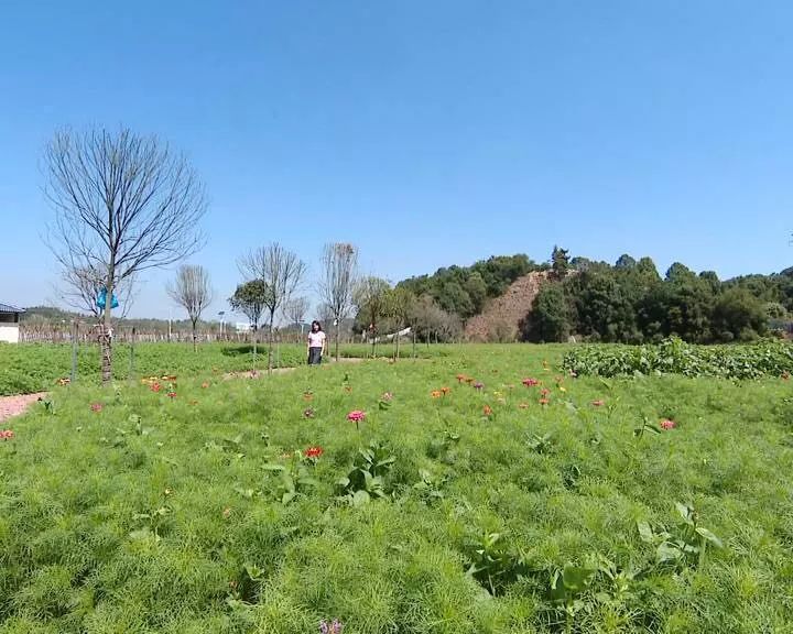韶山市连续多年被评为全省农村人居环境整治先进县市区;湘潭县梅林桥