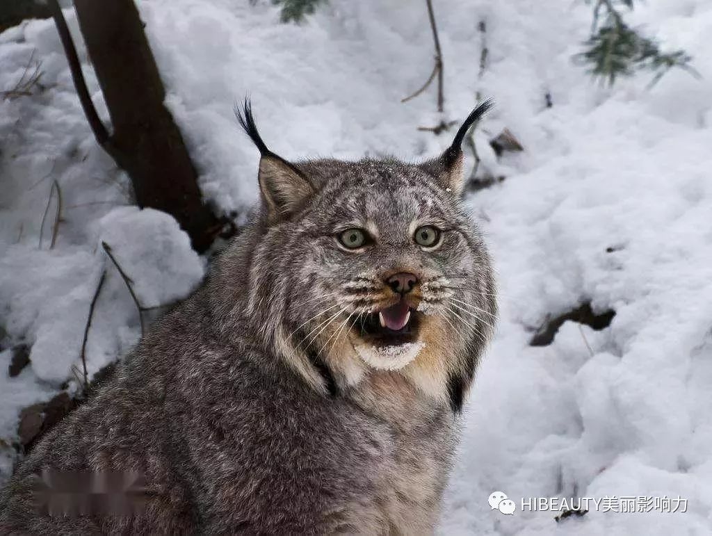猞猁牙,猞猁兔狲(第5页)_大山谷图库