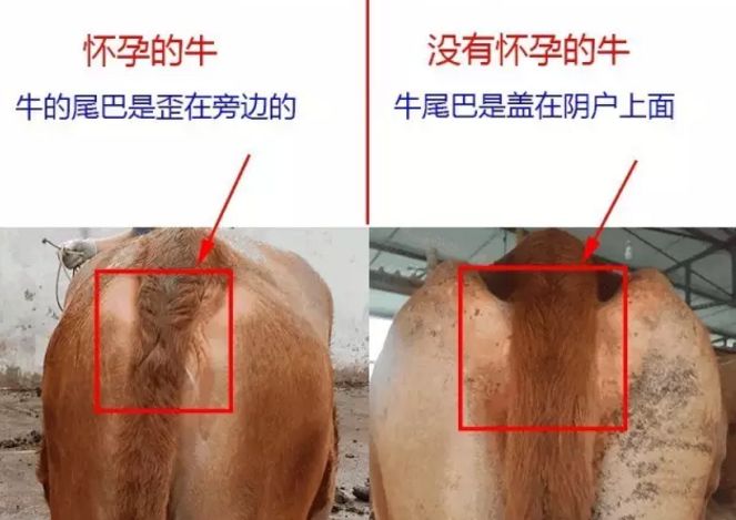 一张图告诉你:怎么判断母牛是否怀孕?