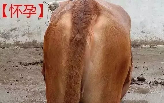 一张图告诉你怎么判断母牛是否怀孕