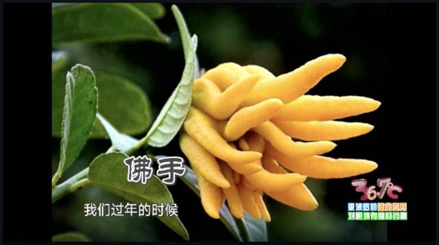 佛手苗有什么功效及营养
