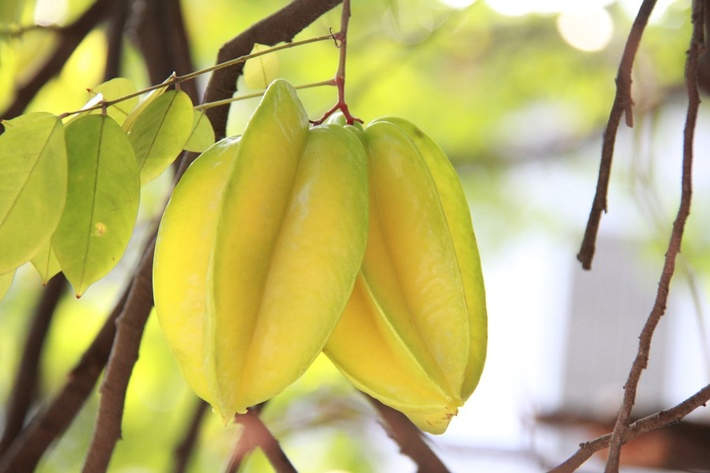 酸甜可口的杨桃常吃好处不少不过也有禁忌