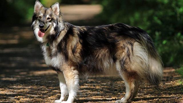7,芬兰拉普洪犬这只狼犬实际上是芬兰人用来放牧驯鹿的牧羊犬