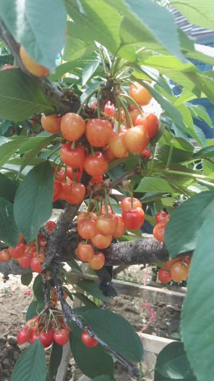 福星樱桃苗个大产量高 矮化福星樱桃苗怎么管理