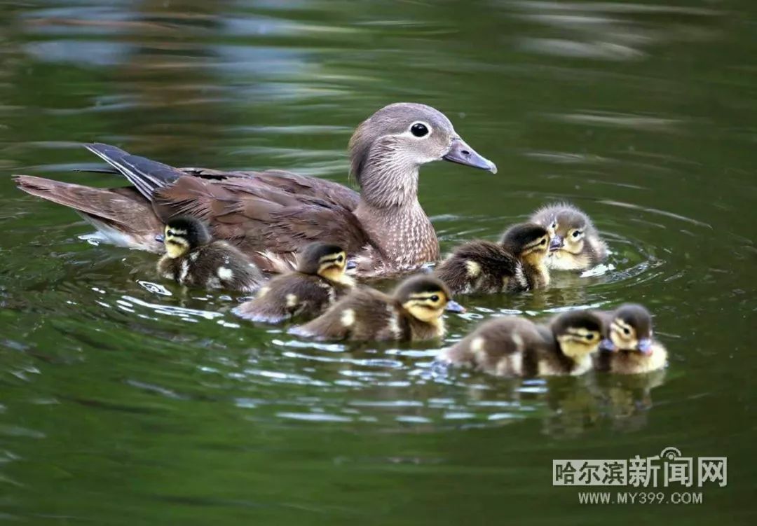 鸳鸯孤儿原来是只小鸭鸭兆麟公园空降已有爱心妈妈收养了