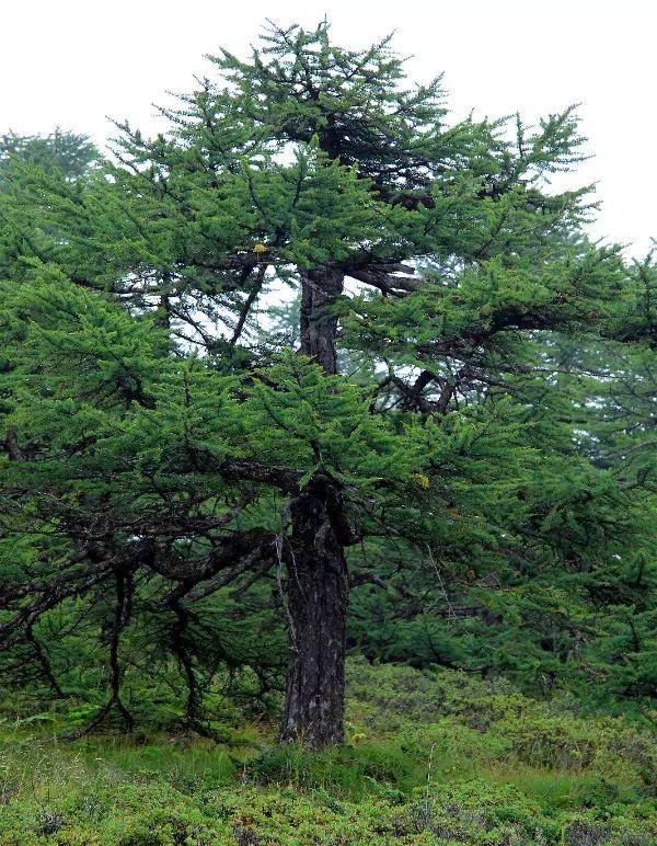 太白山保护区的珍稀植物太白红杉