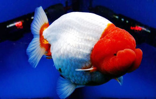 中国国粹金鱼鉴赏兰寿二