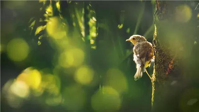血液的焰火照亮舌头的夜莺一首写得非常现实的现代诗