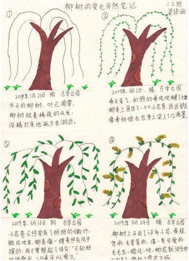 三年级柳树记录卡图片