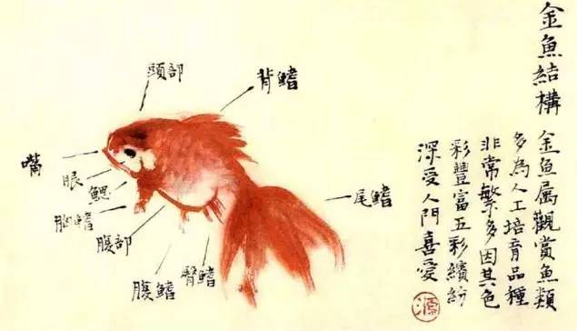 金鱼结构如下图所示