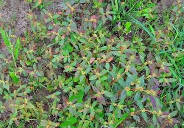 农村这野草叫大飞扬草是很好用的药草对湿疹有很大的帮助