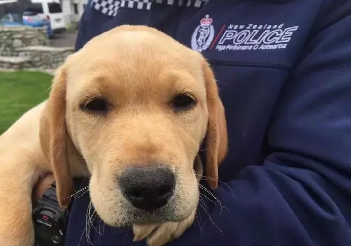 官方炫狗最为致命新西兰警方你得注意了哈