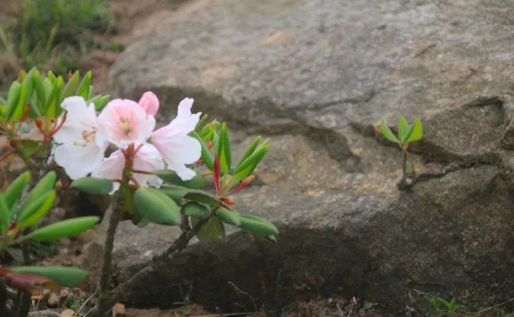 昭通市民眼中的宁边木耳花
