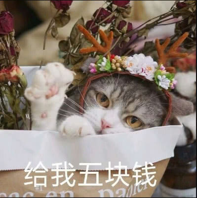 超软萌可爱猫咪表情包你看我的样子像开心吗