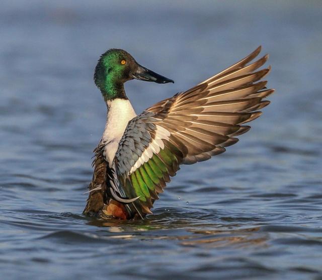 琵嘴鸭的生存全仰仗于它那张锅铲一般的大嘴