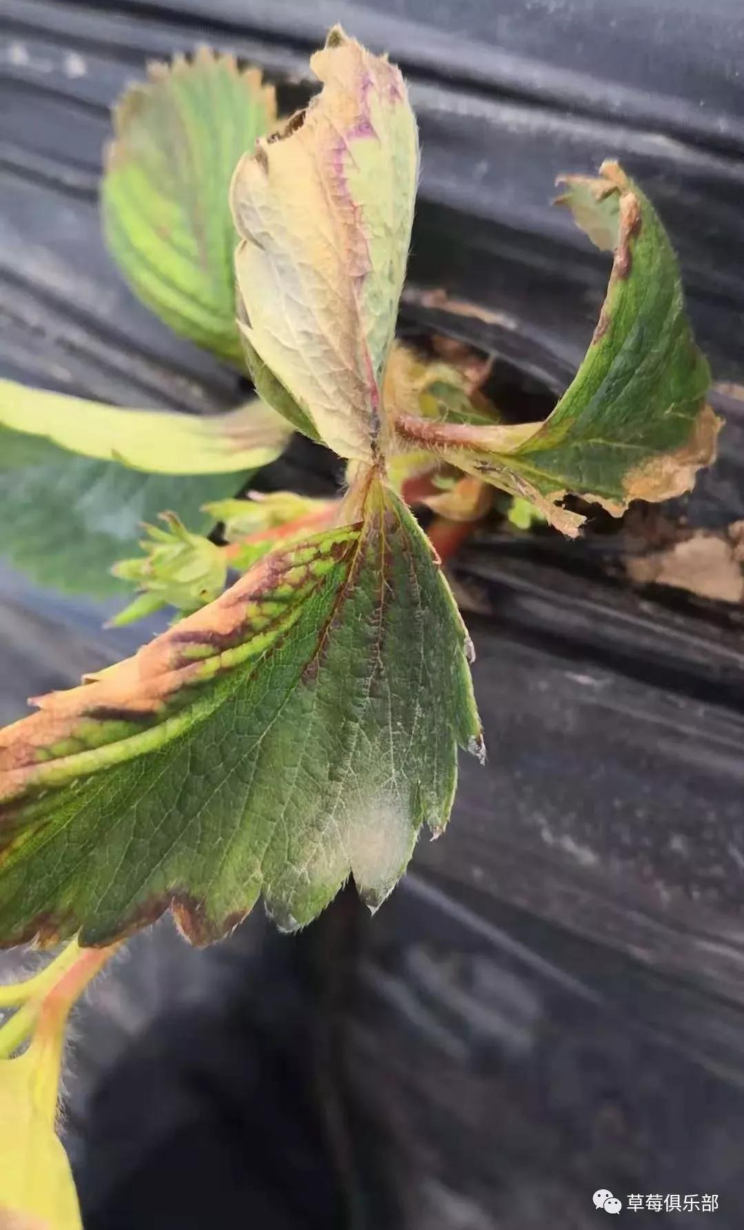 加之雨后植保防治不及时,导致育苗地根腐病,炭疽病和枯萎病发病面积较