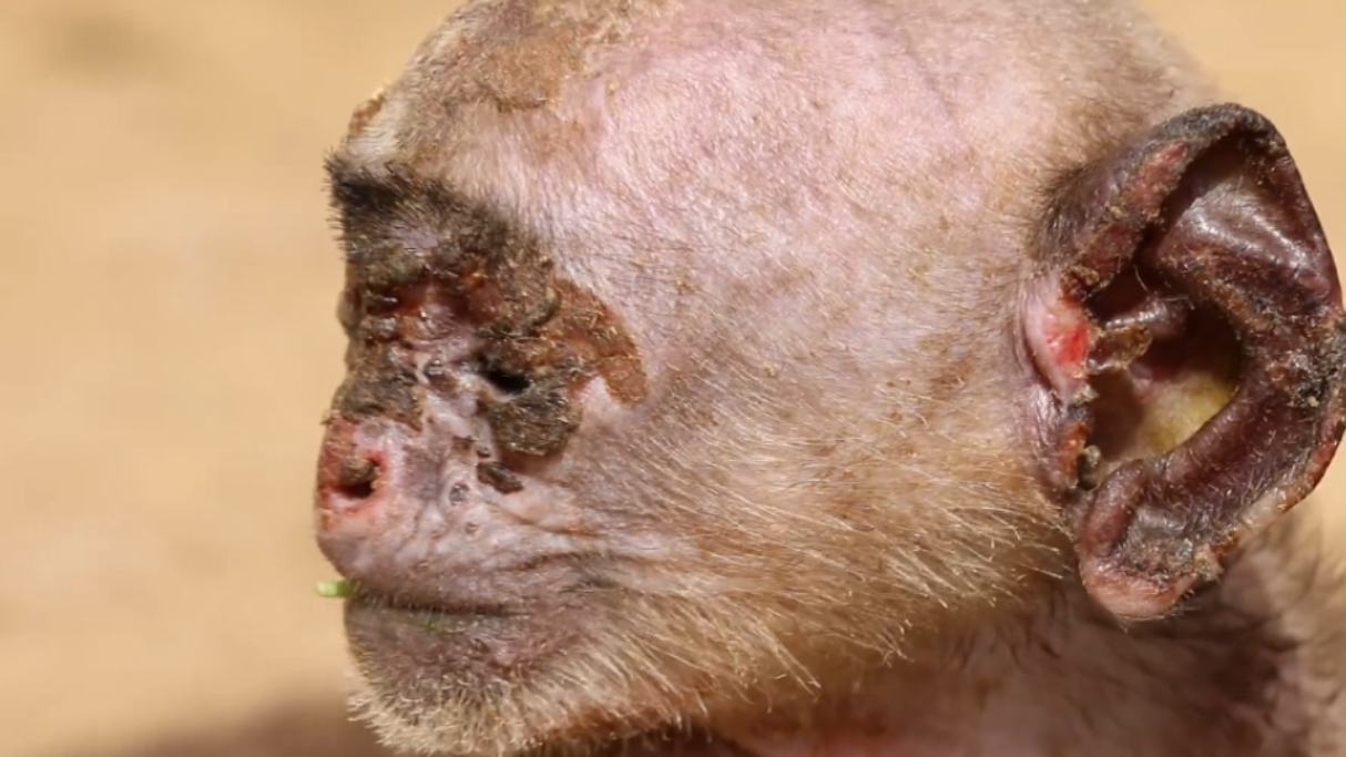 猴子在高压线上玩耍突然触电烧成火猴真是太可怕