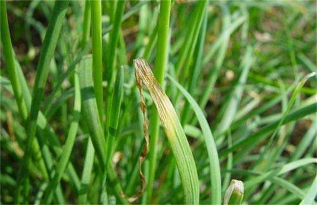 韭菜叶片发黄干尖如何诊断病因一文讲解病因及防治方法