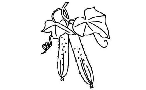 第二天,他就把黄瓜籽种到了他茅屋旁边的菜地里.