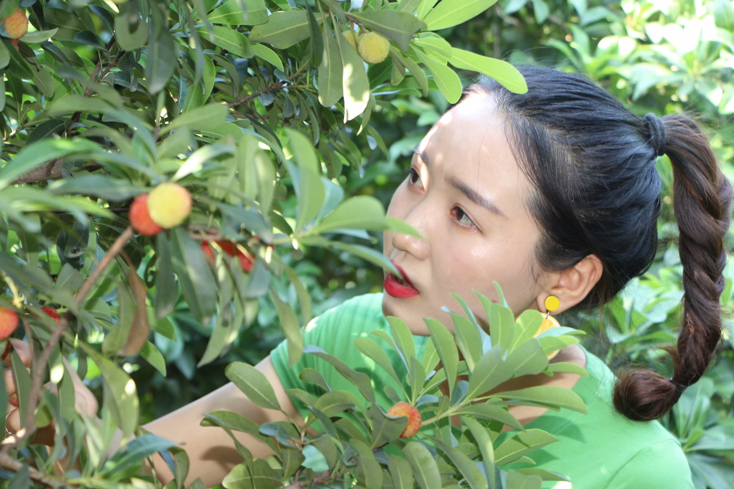 五月杨梅正当时欢迎大家一起来享受采摘杨梅的乐趣