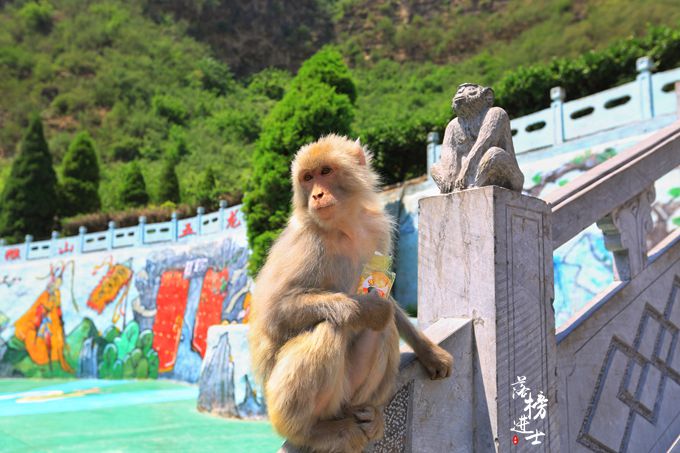 河南有一座猴山漫山都是猴子被称为猕猴王国游人乐园