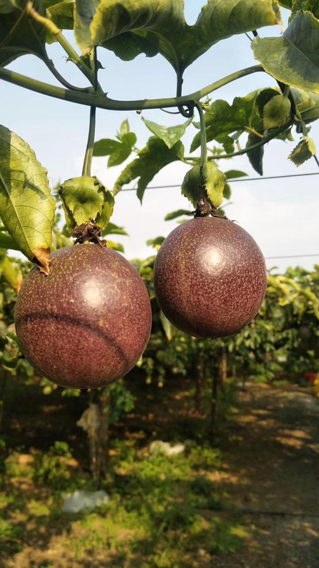 瑶族人高山百香果的成长来源