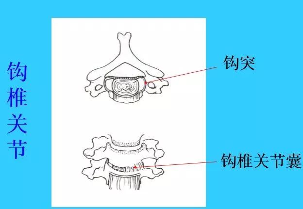 钩椎图片