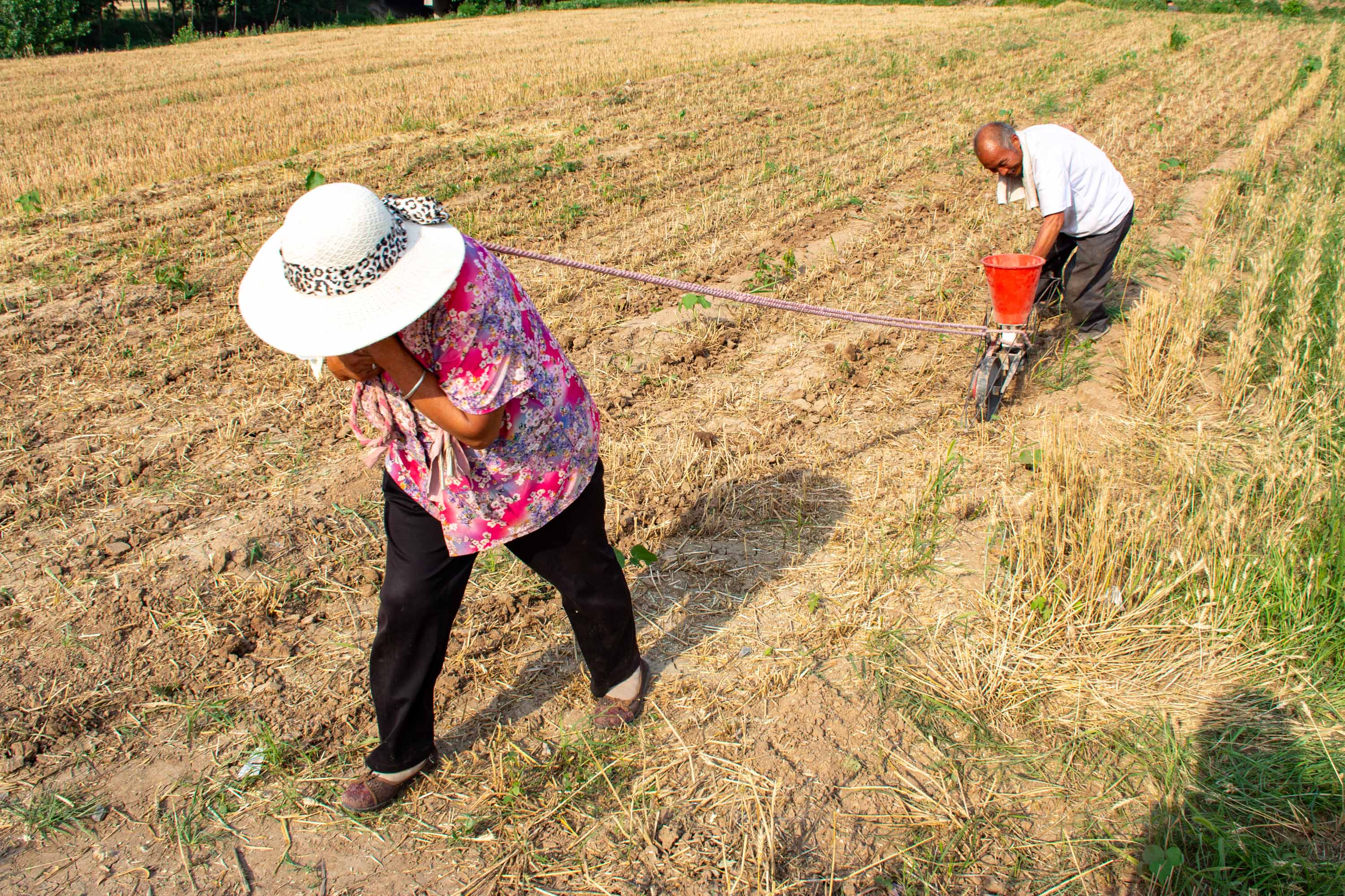 原创亩产九百斤我国小麦生产第一县一百八十万亩耕地收八十八万吨粮