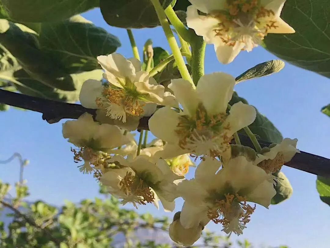 今年最浪漫的事之一认领一棵猕猴桃果树享受一季甜蜜