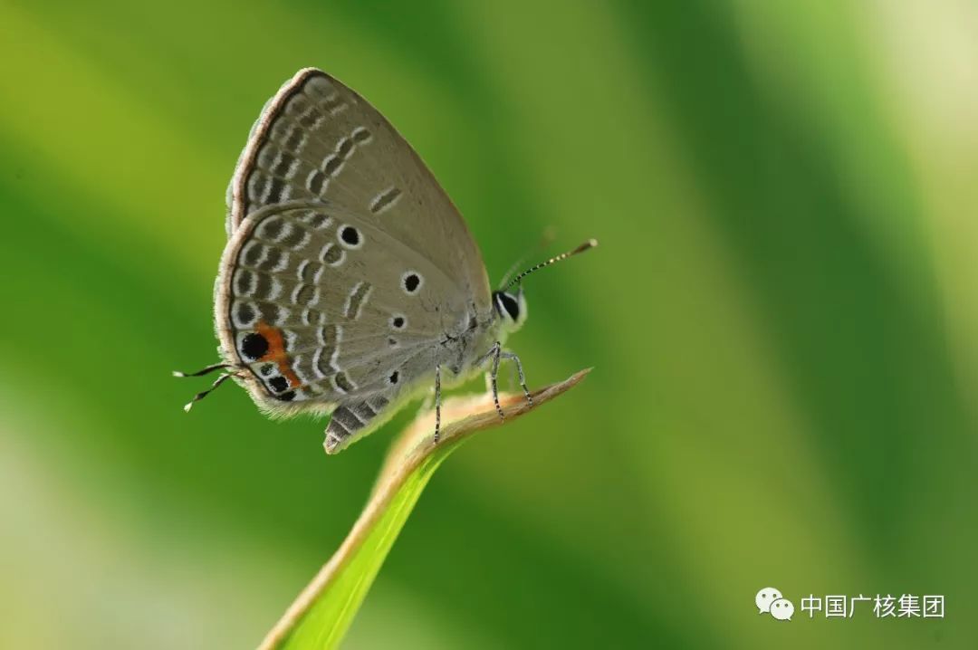 大亚湾核电基地高清动植物图片