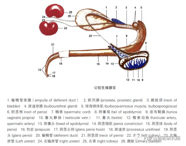 骆驼肾脏强大的重吸收功能